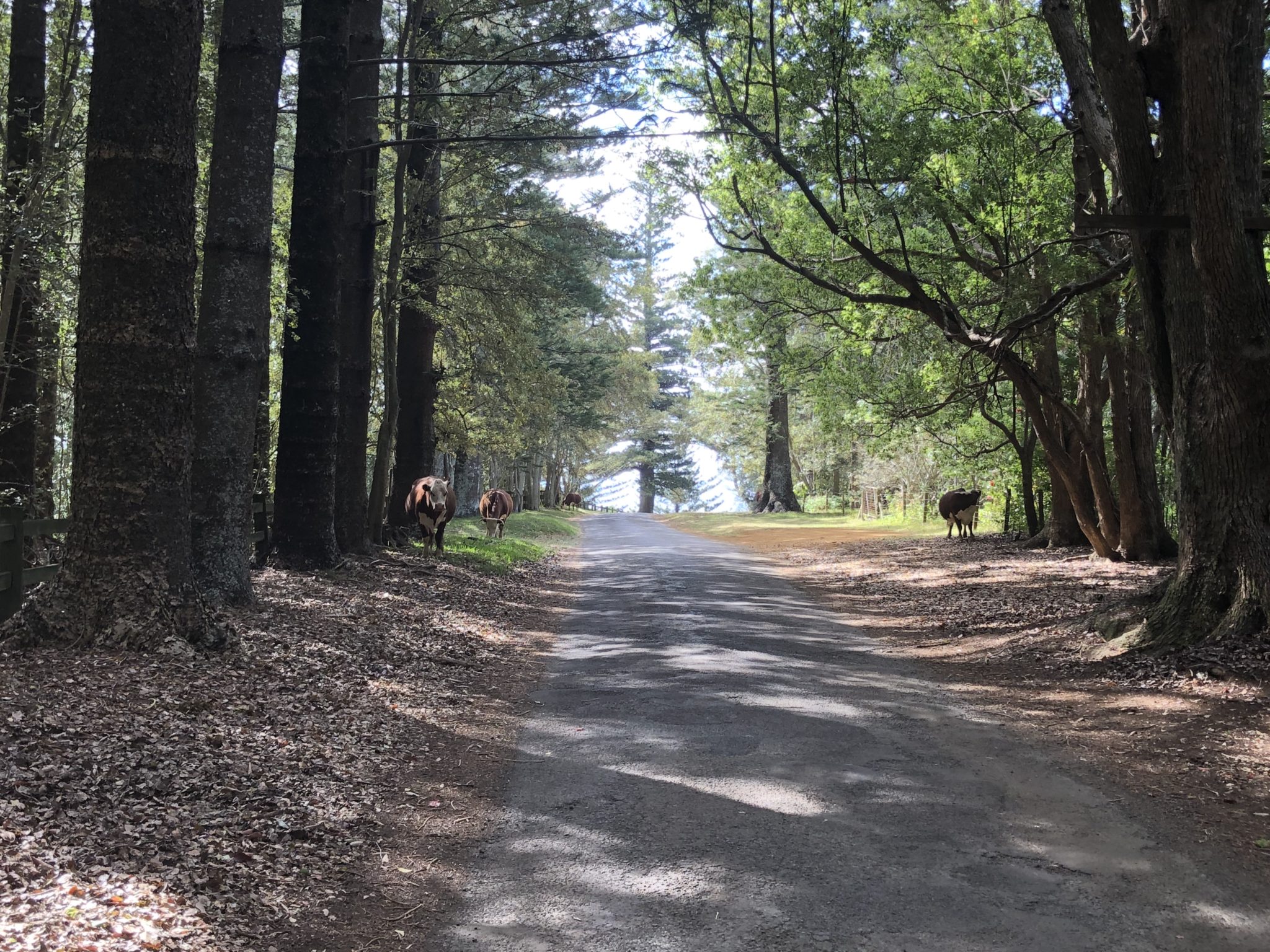 Norfolk Craigslist: Hidden Gems You'Ll Regret Missing - o2kvmt6
